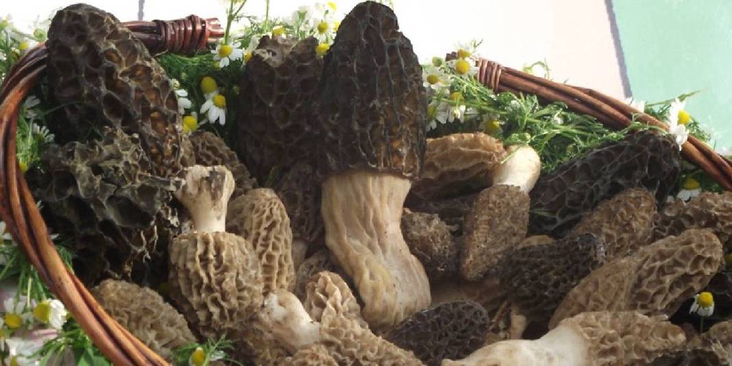 ‘Doğanın altını’ yok satıyor: Üretici hasattan sonra talebe yetişemiyor 1